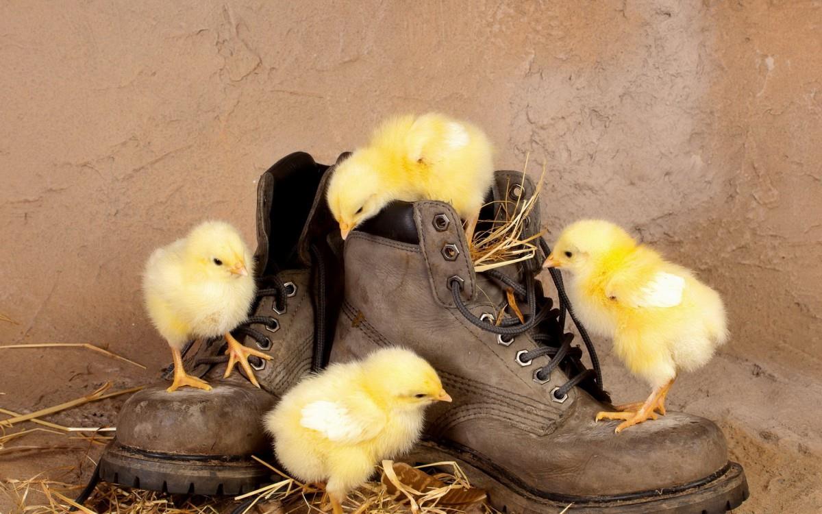 稚嫩可爱的小鸡图片