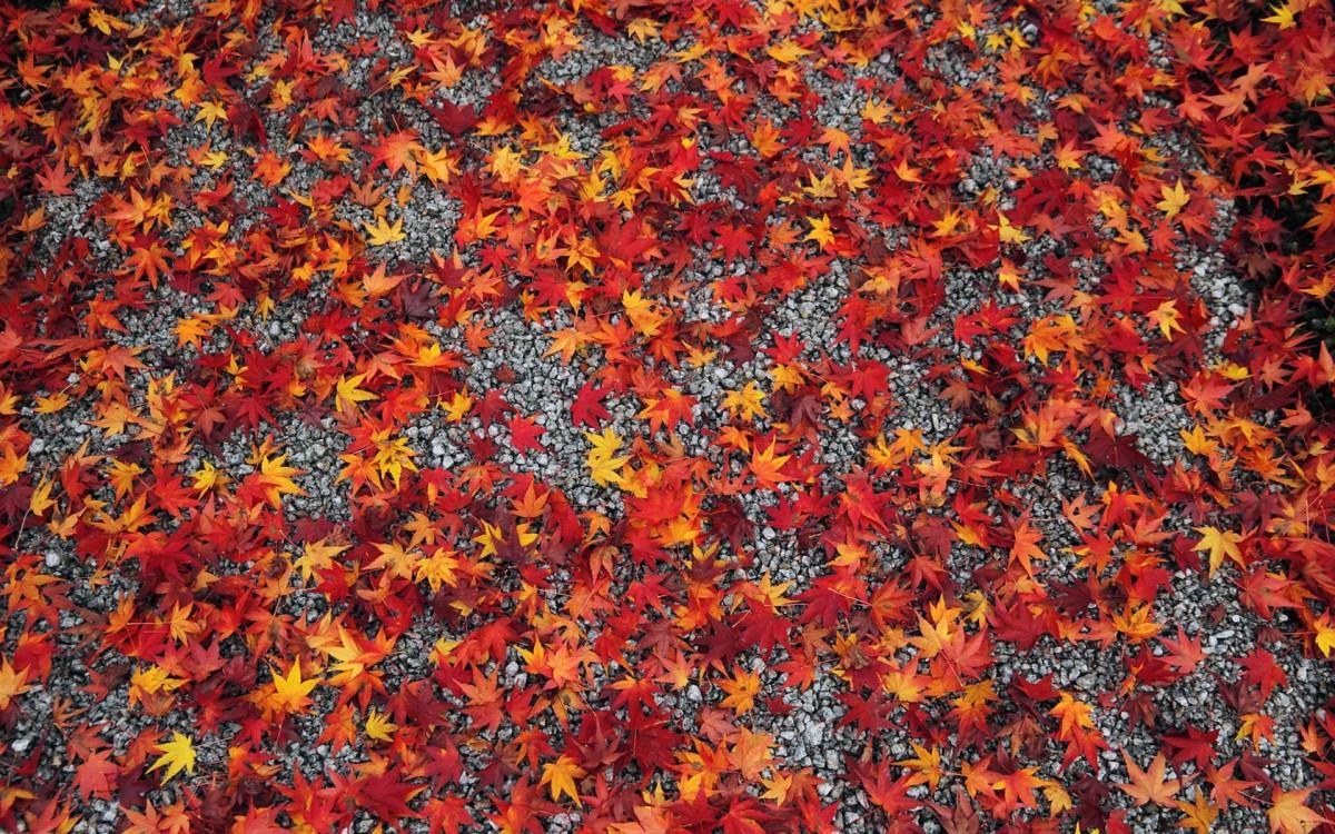 枫叶红叶满地风景图片