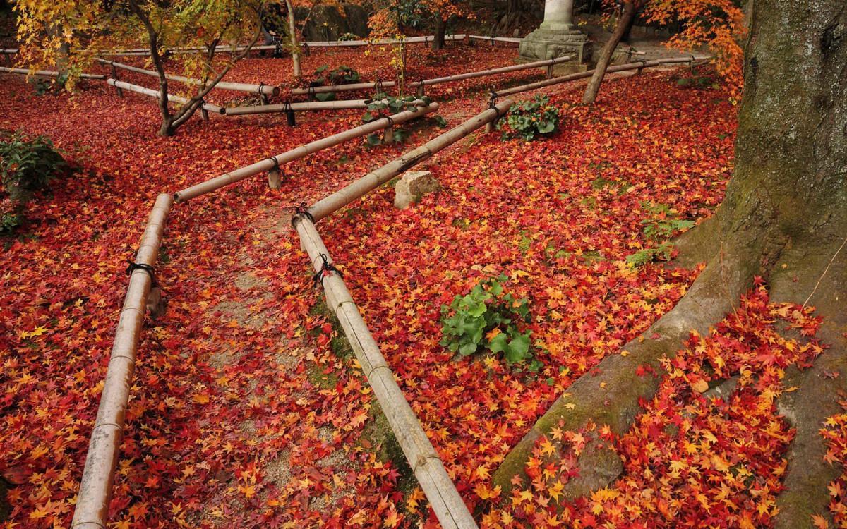 枫叶红叶满地风景图片