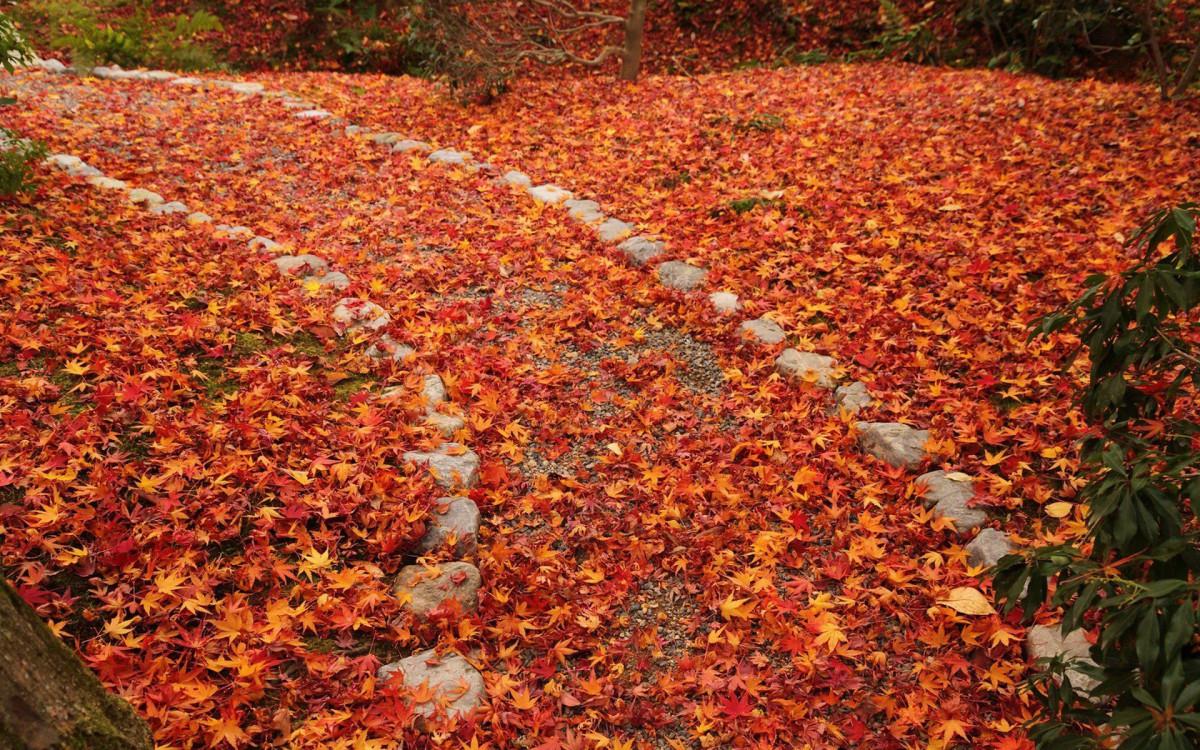 枫叶红叶满地风景图片