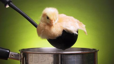 稚嫩可爱的小鸡图片