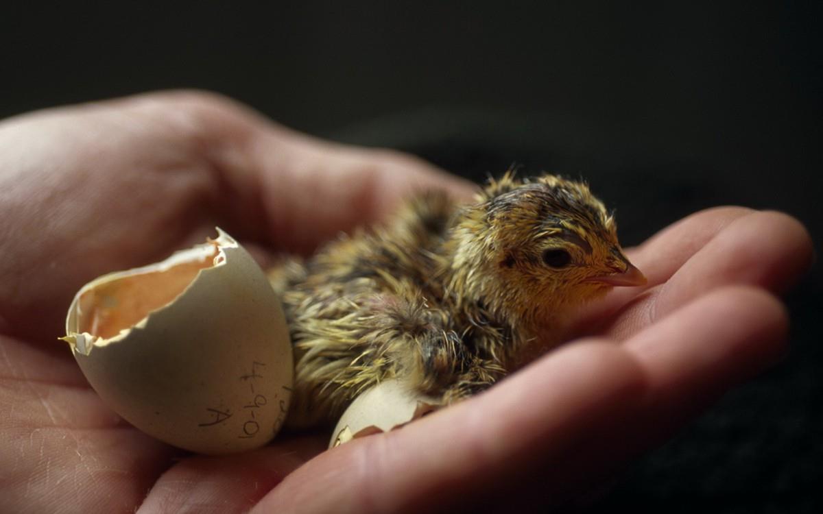 稚嫩可爱的小鸡图片