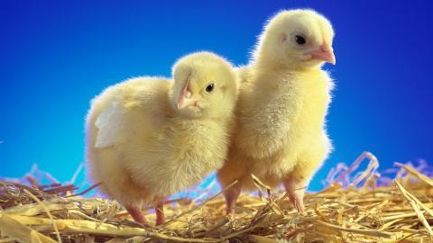 稚嫩可爱的小鸡图片