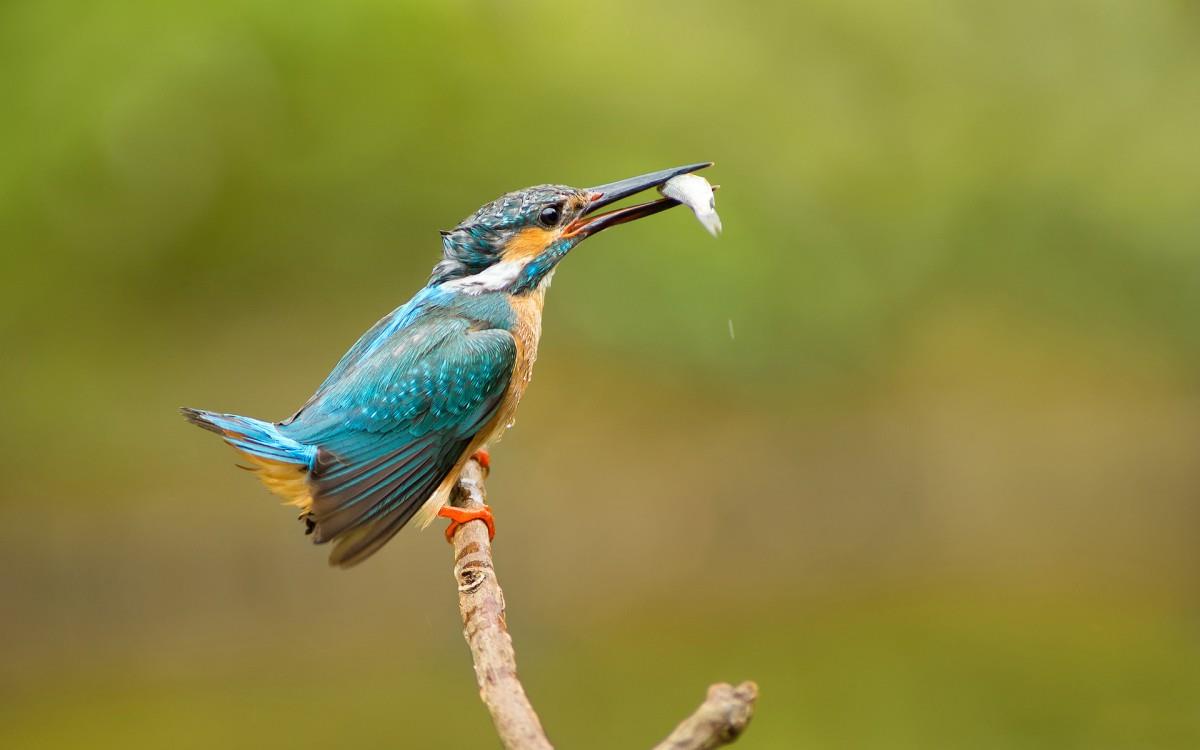 高清翠鸟特写图片