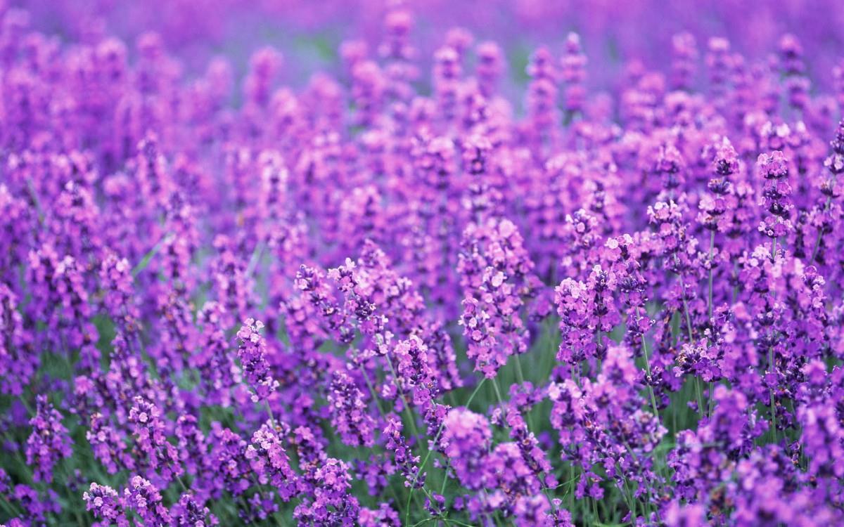 薰衣草花海花语图片