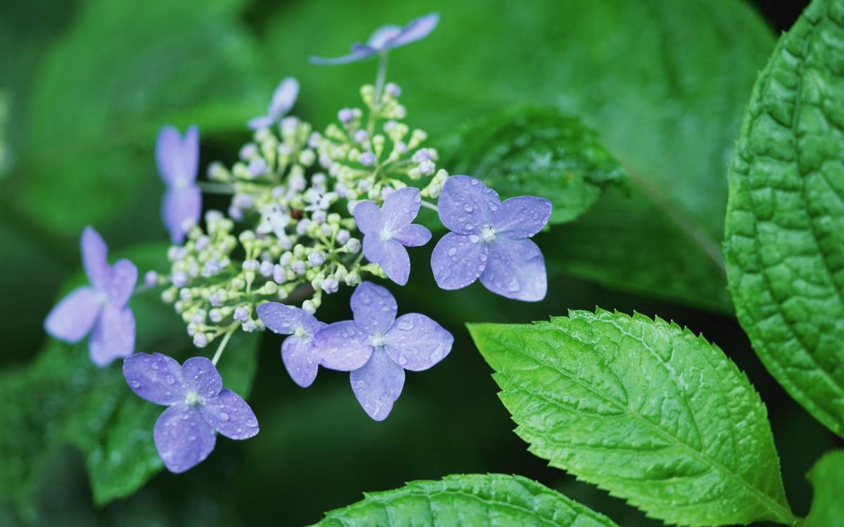 好看的紫色花丛图片大全