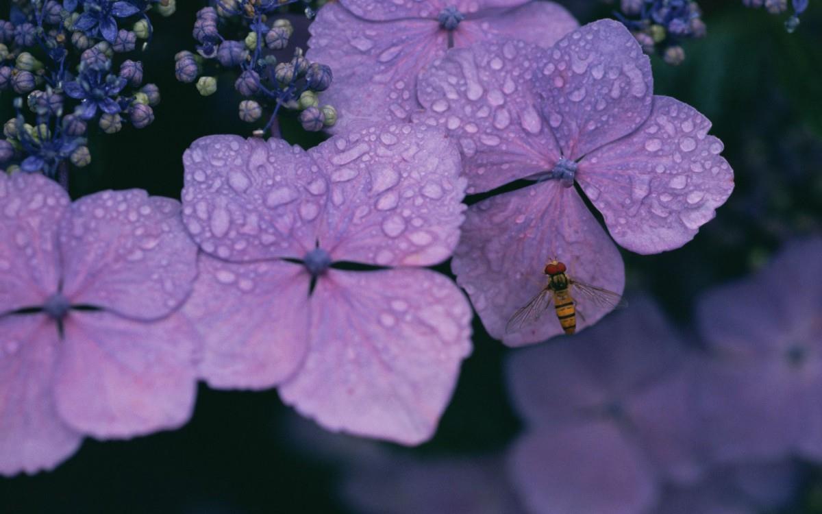 好看的紫色花丛图片大全