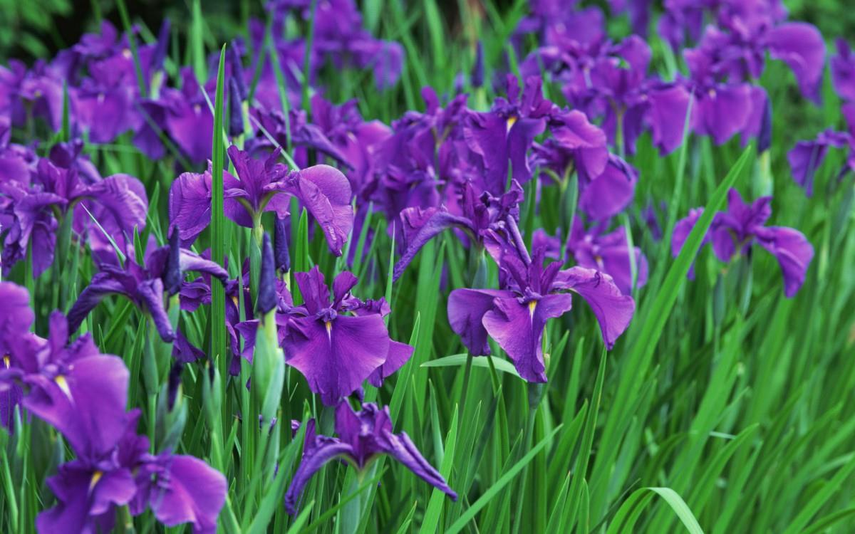 好看的紫色花丛图片大全