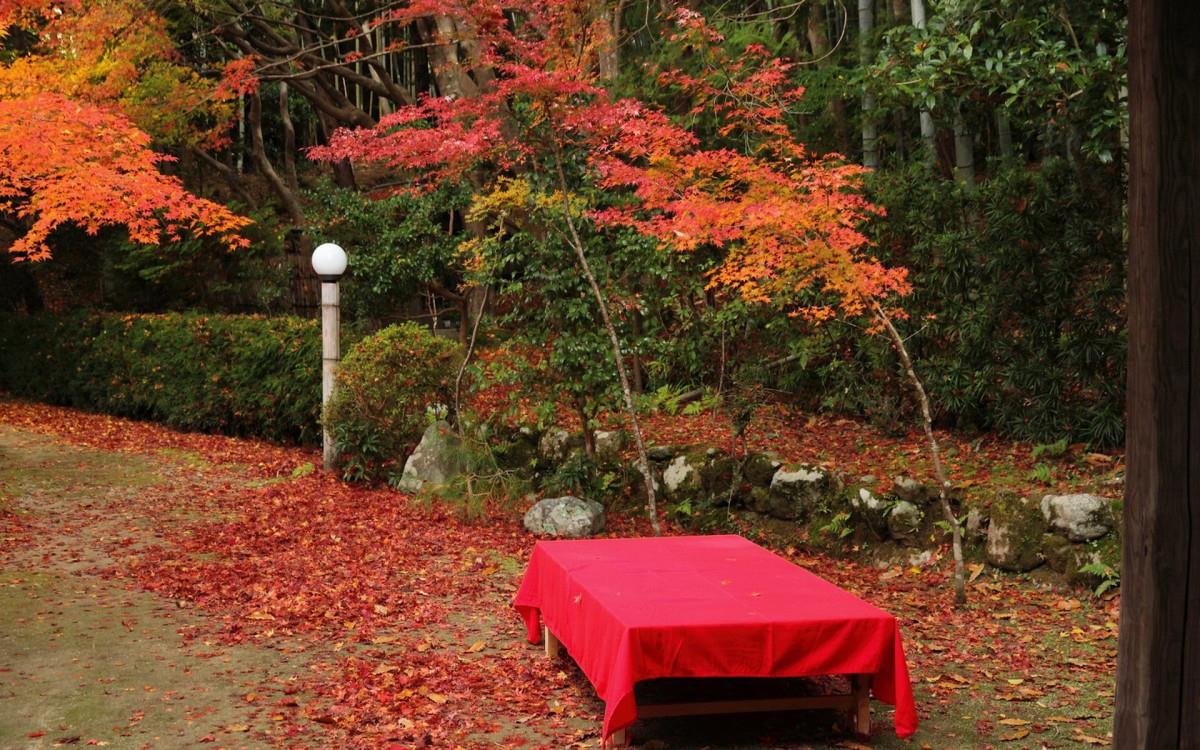 枫叶红叶满地风景图片