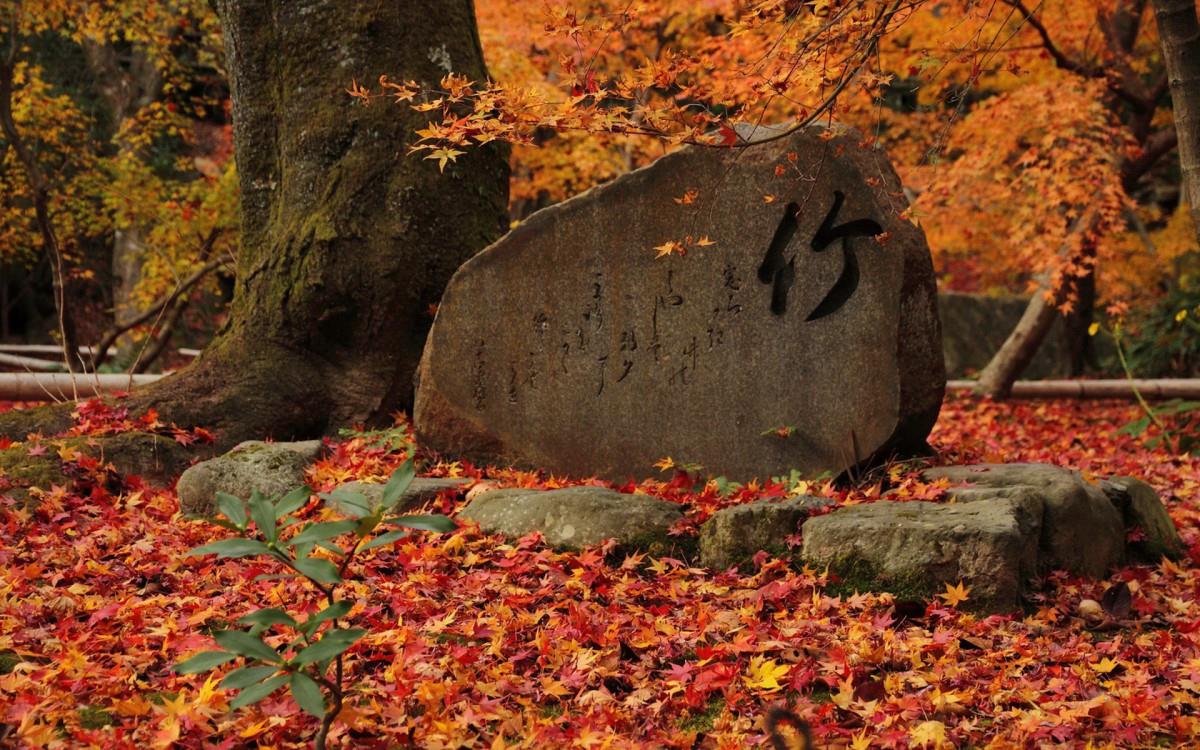 枫叶红叶满地风景图片