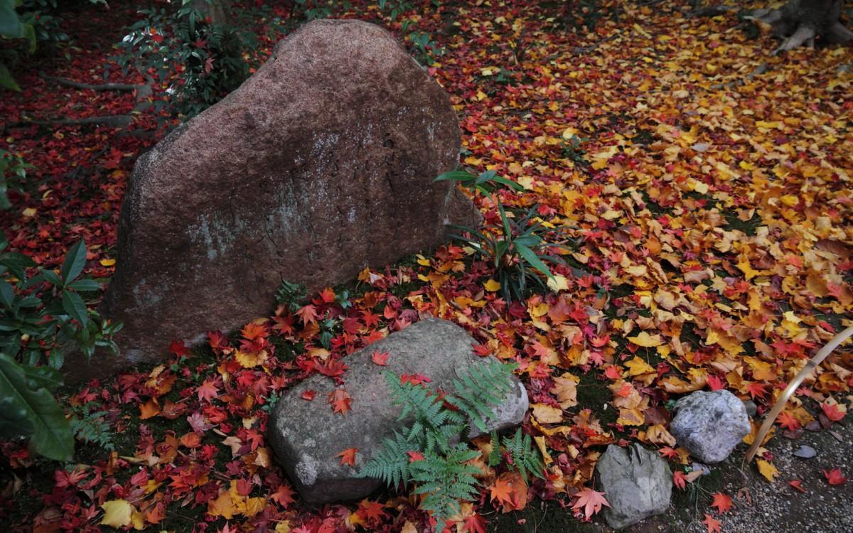 枫叶红叶满地风景图片