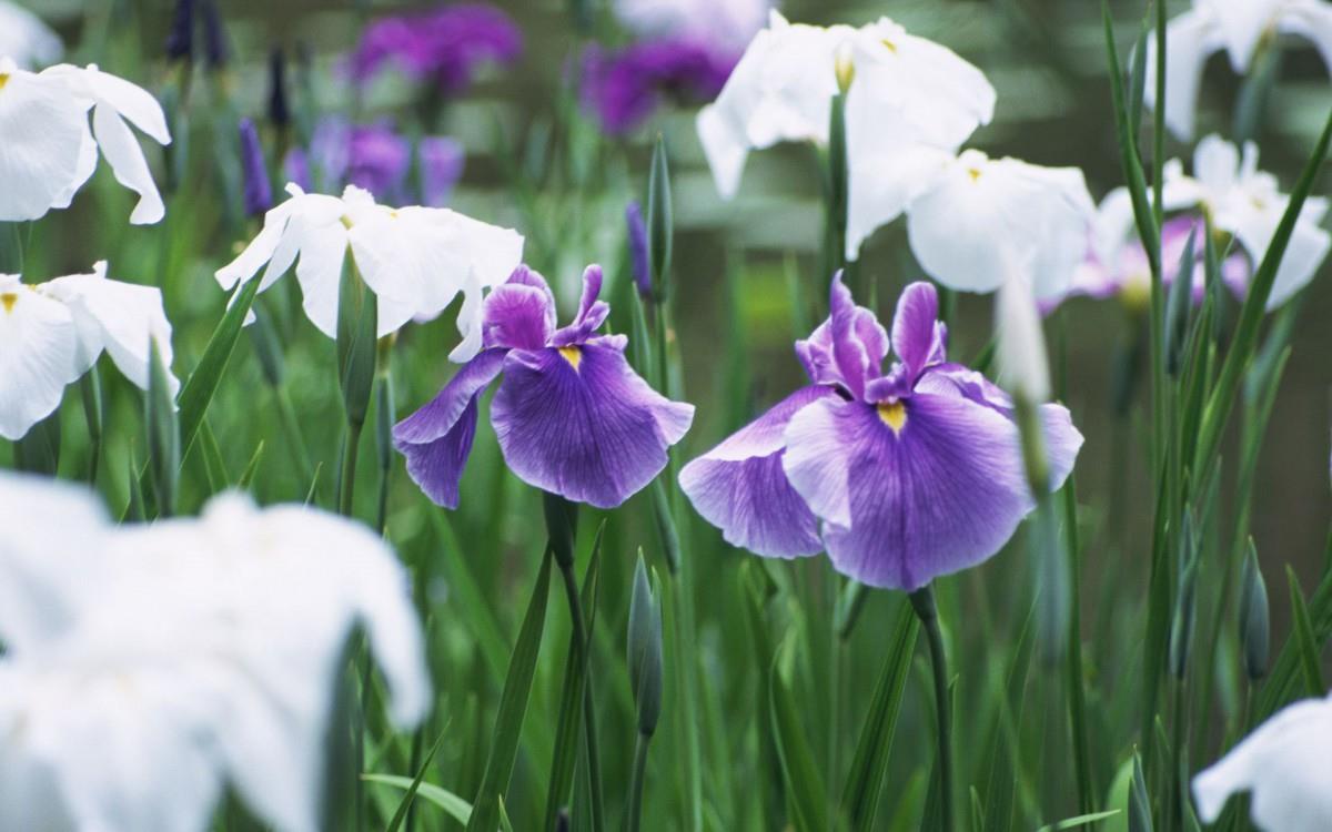 好看的紫色花丛图片大全