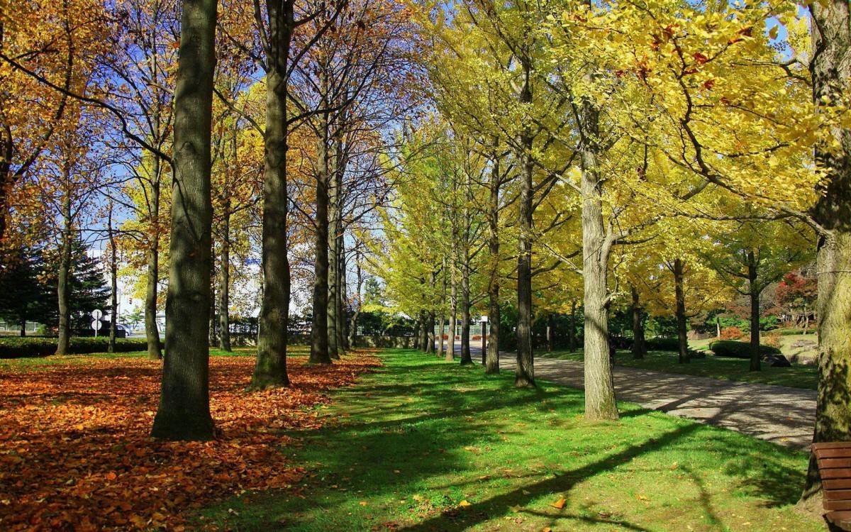 枫叶红叶满地风景图片