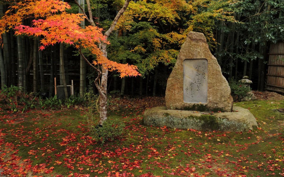 枫叶红叶满地风景图片