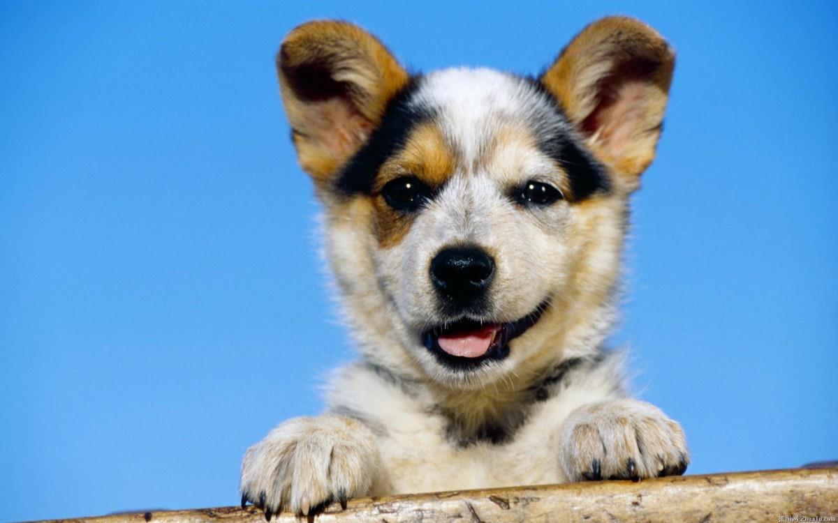 狗狗图片(人类最忠诚的朋友)