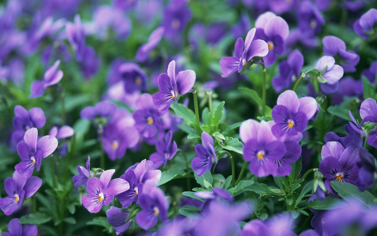 好看的紫色花丛图片大全