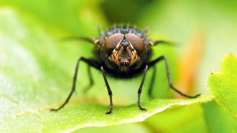 昆虫苍蝇图片