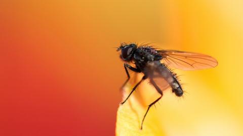 昆虫苍蝇图片