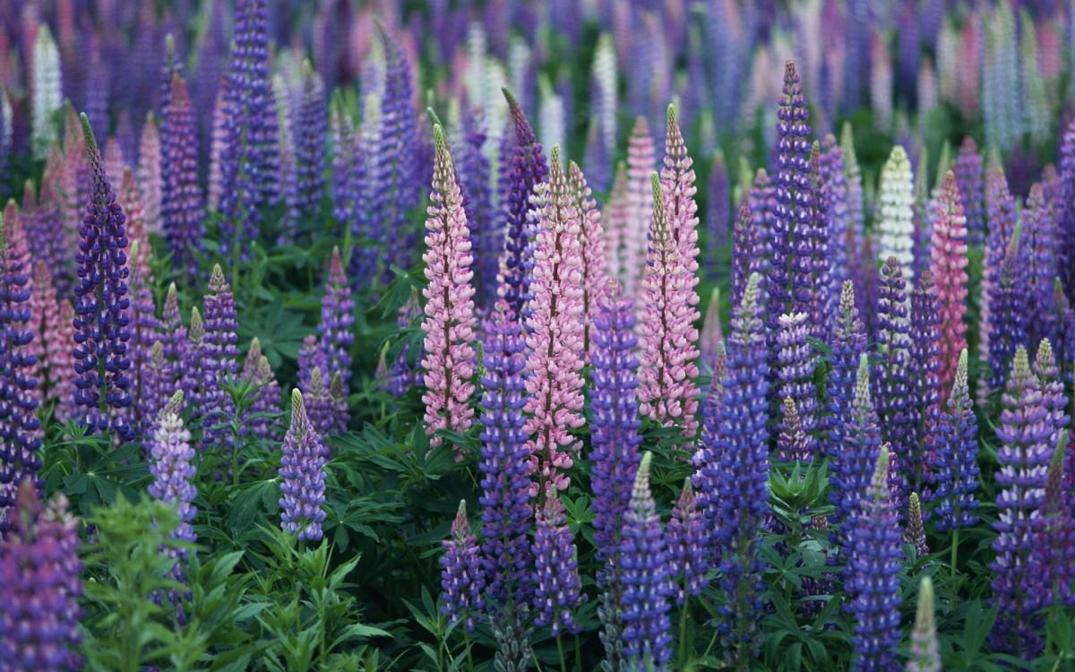 好看的紫色花丛图片大全