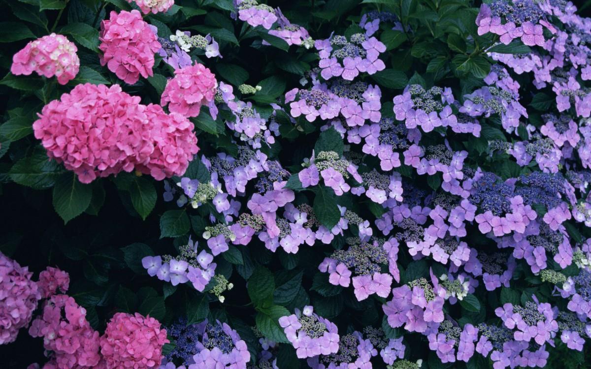 好看的紫色花丛图片大全