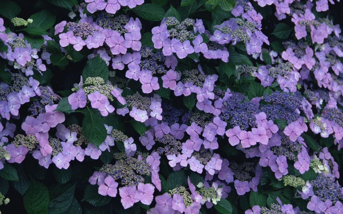 好看的紫色花丛图片大全