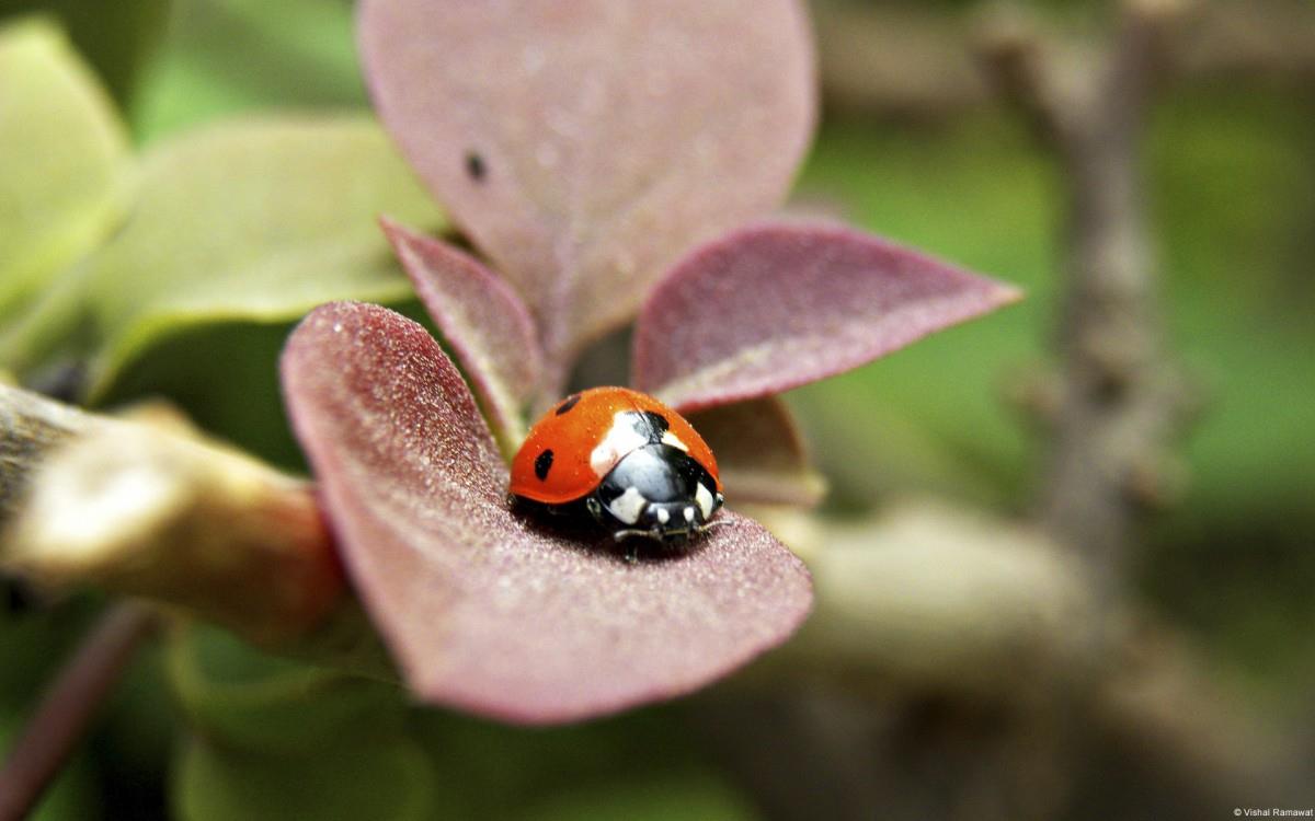 七星瓢虫高清唯美图片