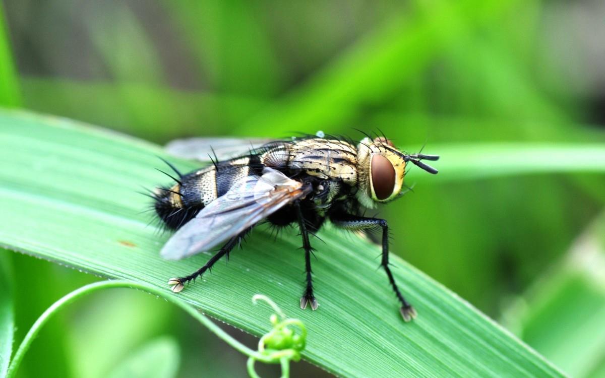 昆虫苍蝇图片