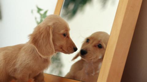 小猎犬腊肠犬图片