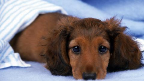 小猎犬腊肠犬图片