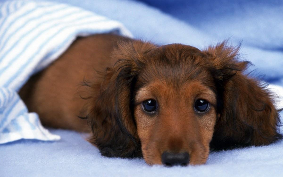 小猎犬腊肠犬图片