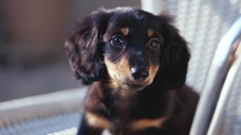 小猎犬腊肠犬图片