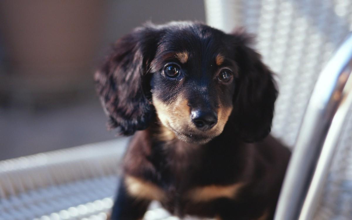 小猎犬腊肠犬图片