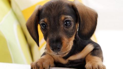 小猎犬腊肠犬图片