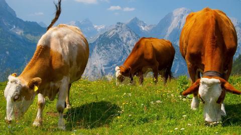 温顺的奶牛图片大全