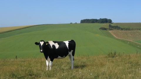 温顺的奶牛图片大全