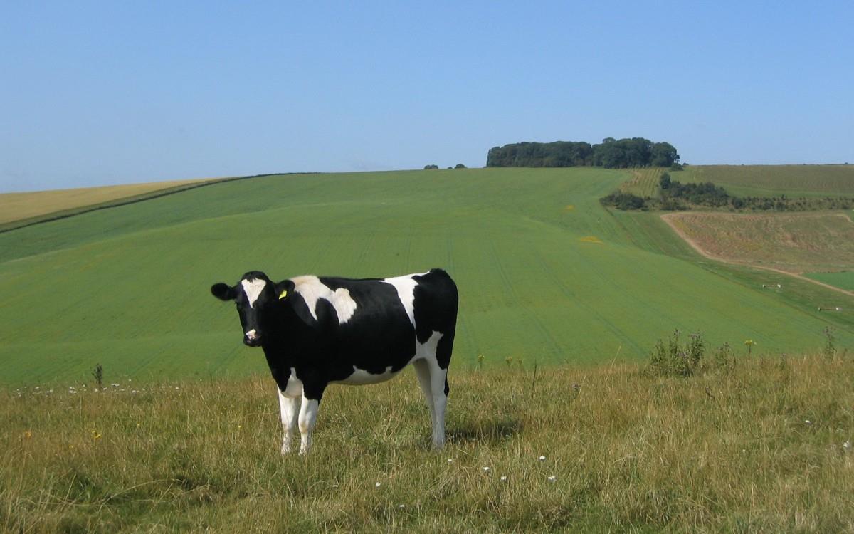 温顺的奶牛图片大全