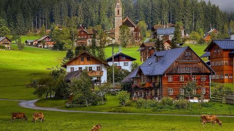 温顺的奶牛图片大全