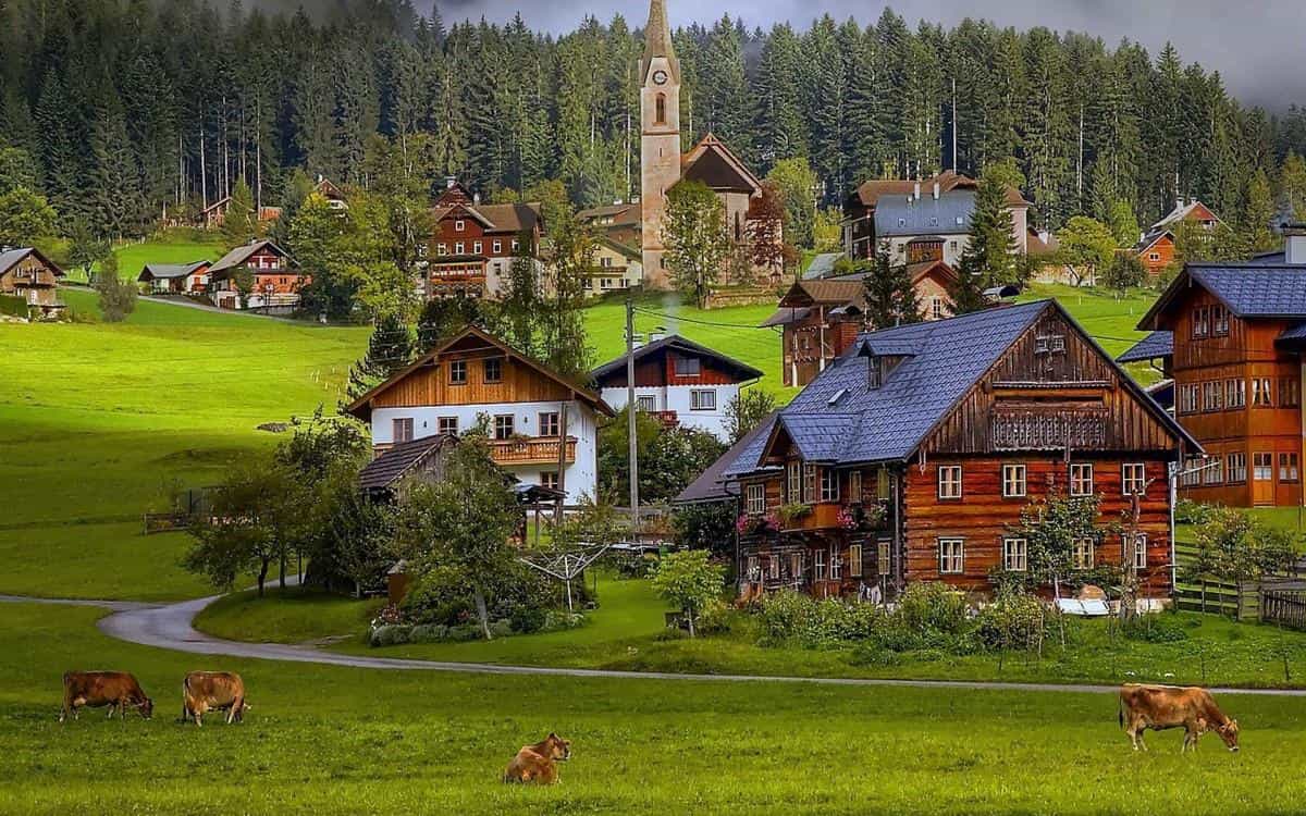 温顺的奶牛图片大全