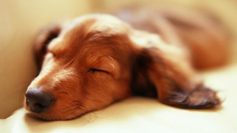 小猎犬腊肠犬图片