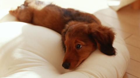 小猎犬腊肠犬图片