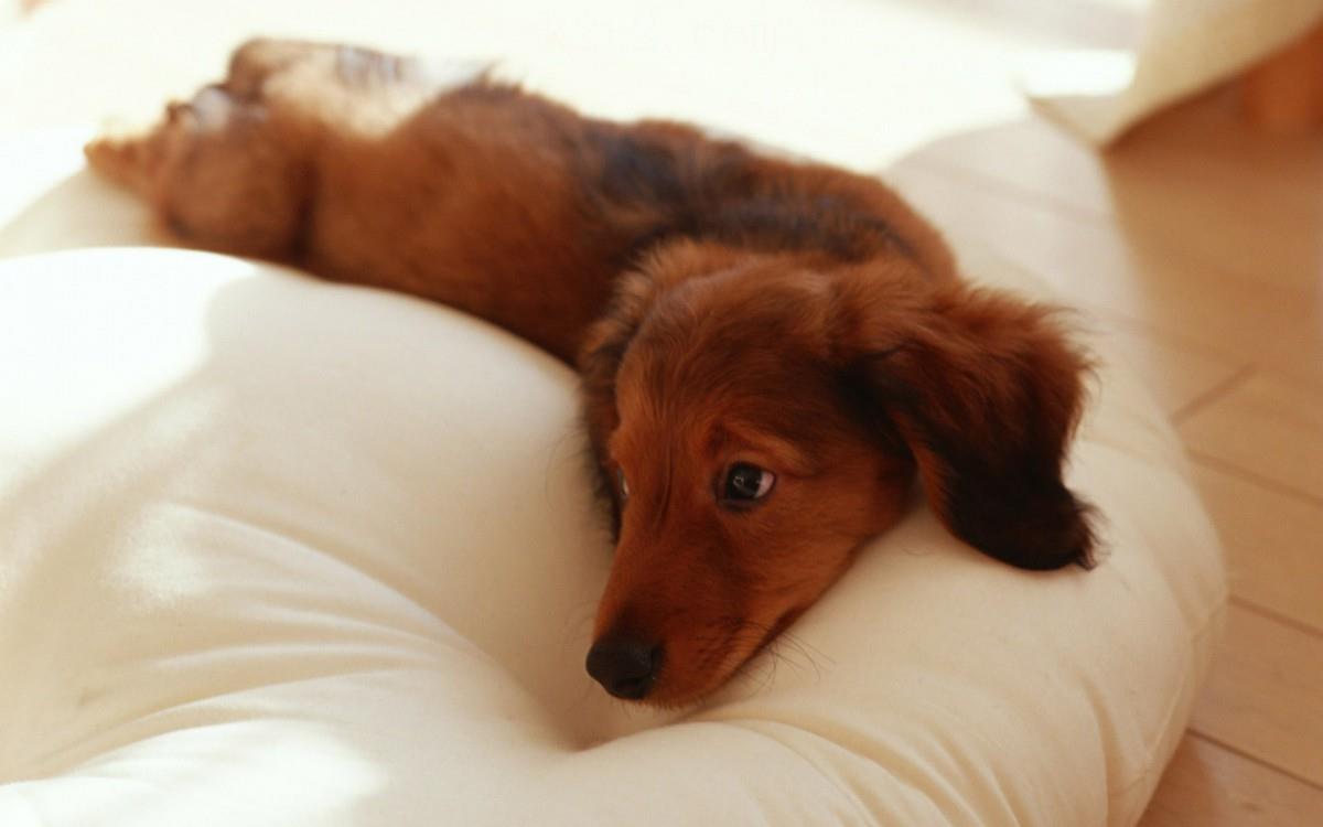 小猎犬腊肠犬图片