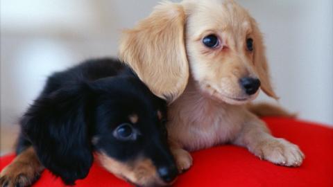 小猎犬腊肠犬图片