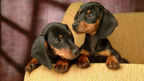 小猎犬腊肠犬图片