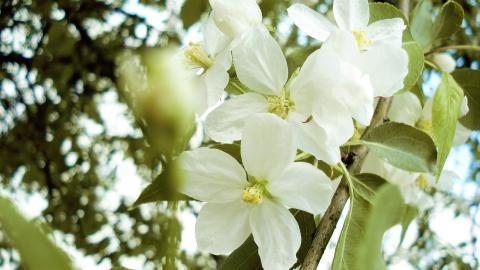清新苹果花朵图片