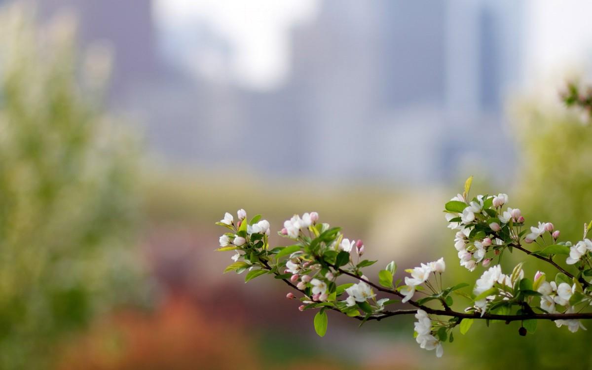 清新苹果花朵图片