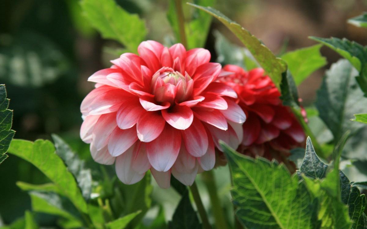 高贵牡丹花图片