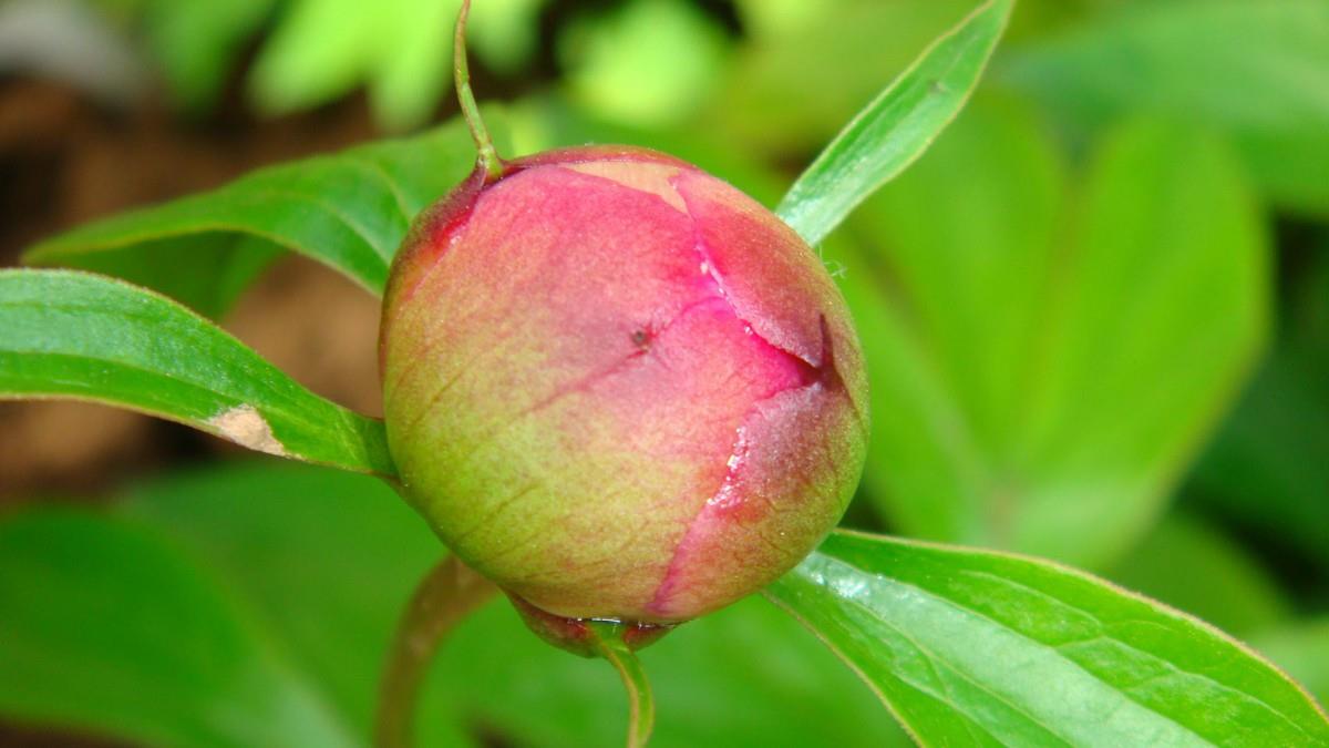 高贵牡丹花图片