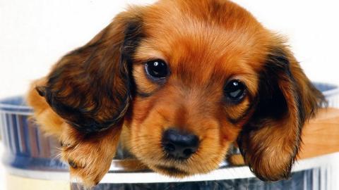 小猎犬腊肠犬图片