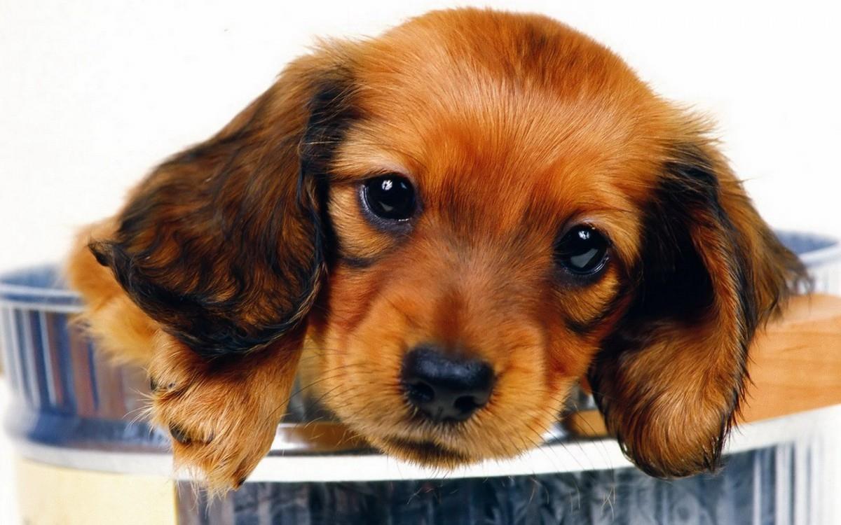 小猎犬腊肠犬图片