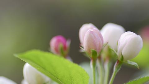 清新苹果花朵图片